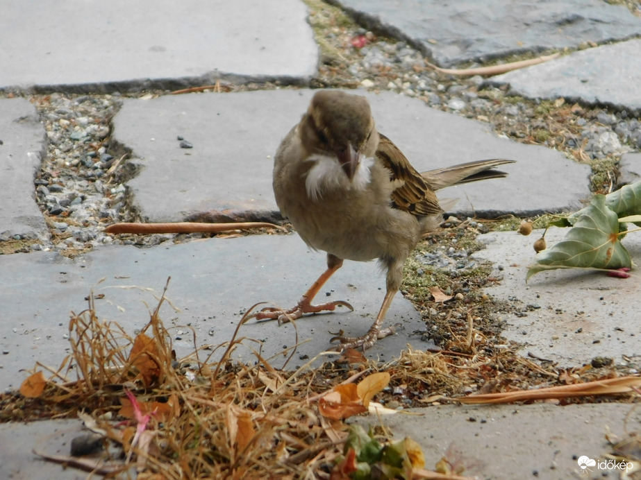 De jó! Ezt viszem a fészekbe!