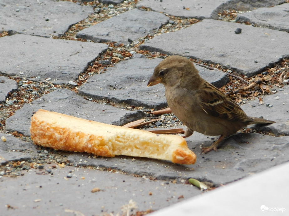 Vajon nekem hagyták itt?