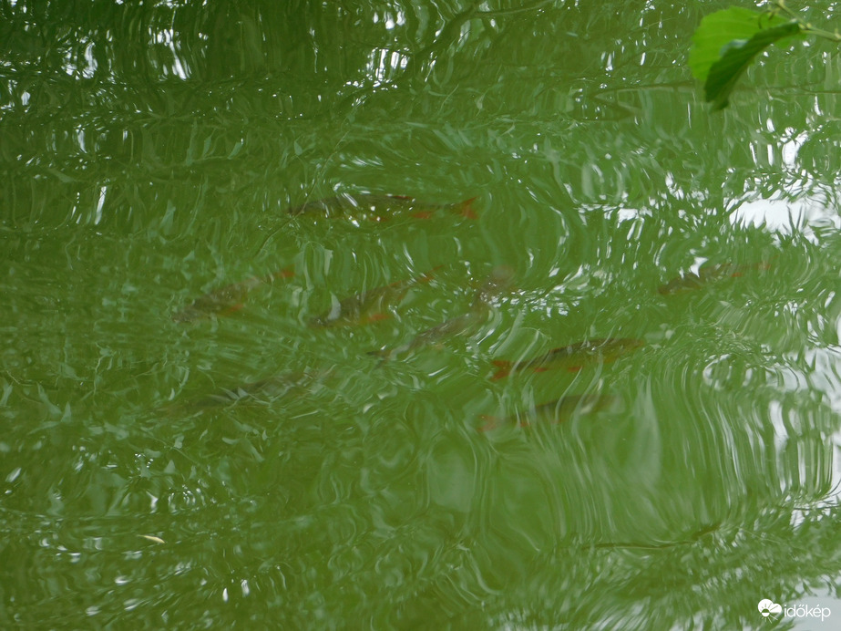 Fickándozó halacskák