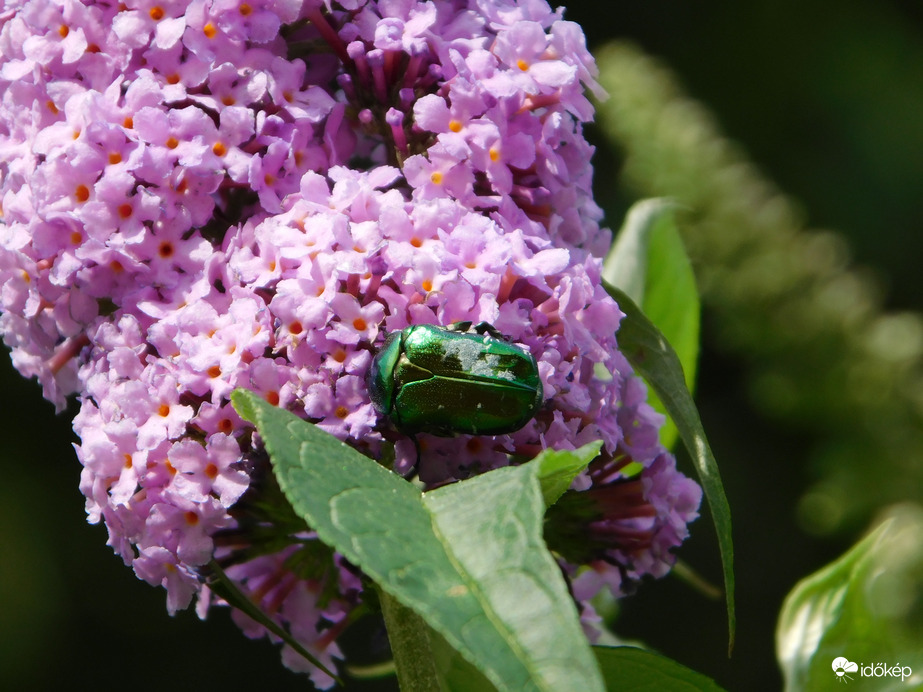 Nyáriorgona látogatóval