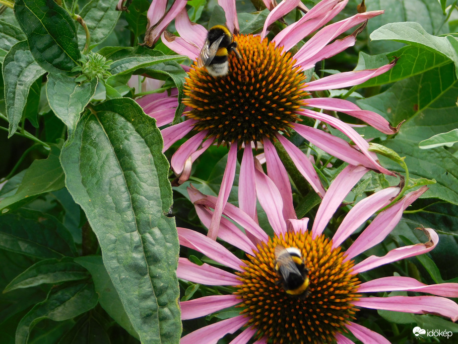 Én a másikat is megnézem