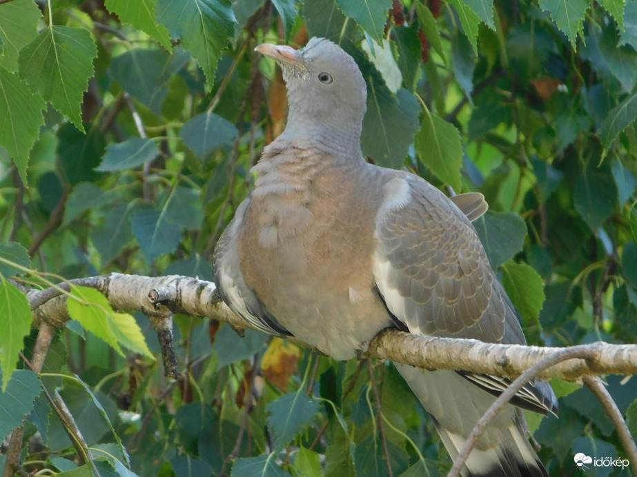 Mama! Ott vagy még?
