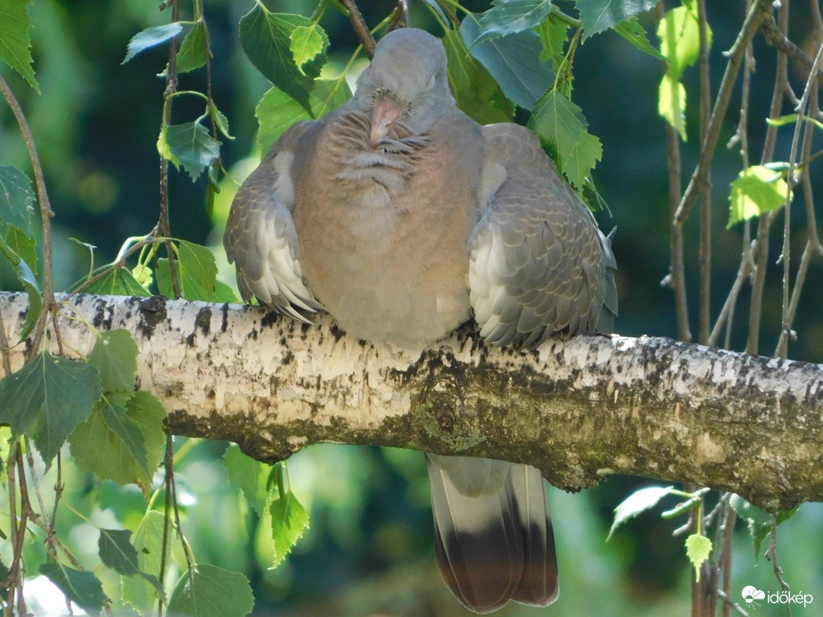 Elálmosodtam. Pihenek.