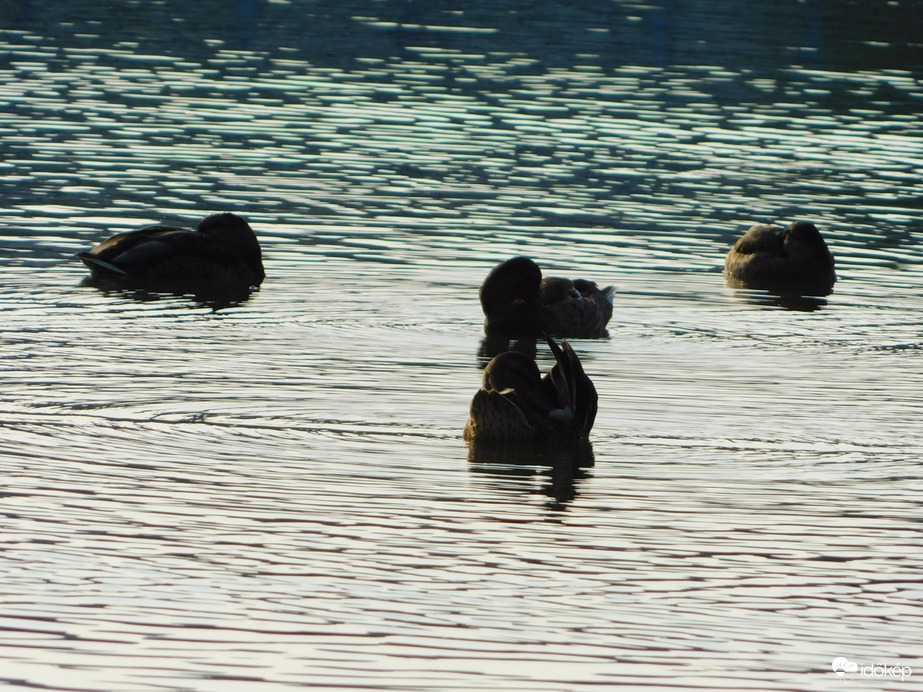 Ébredező récecsapat