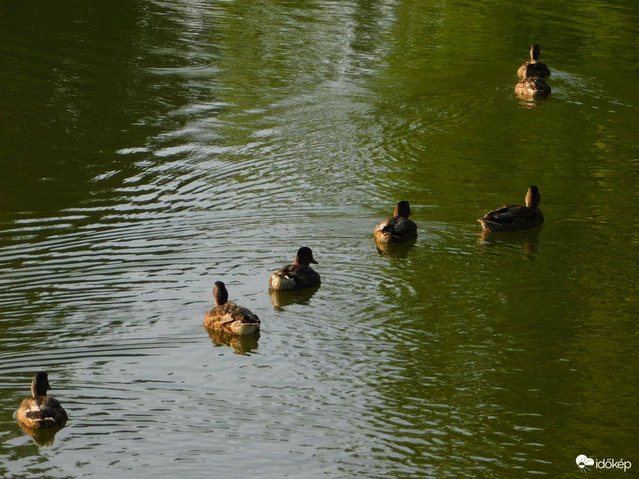 Átúsztunk a híd alatt