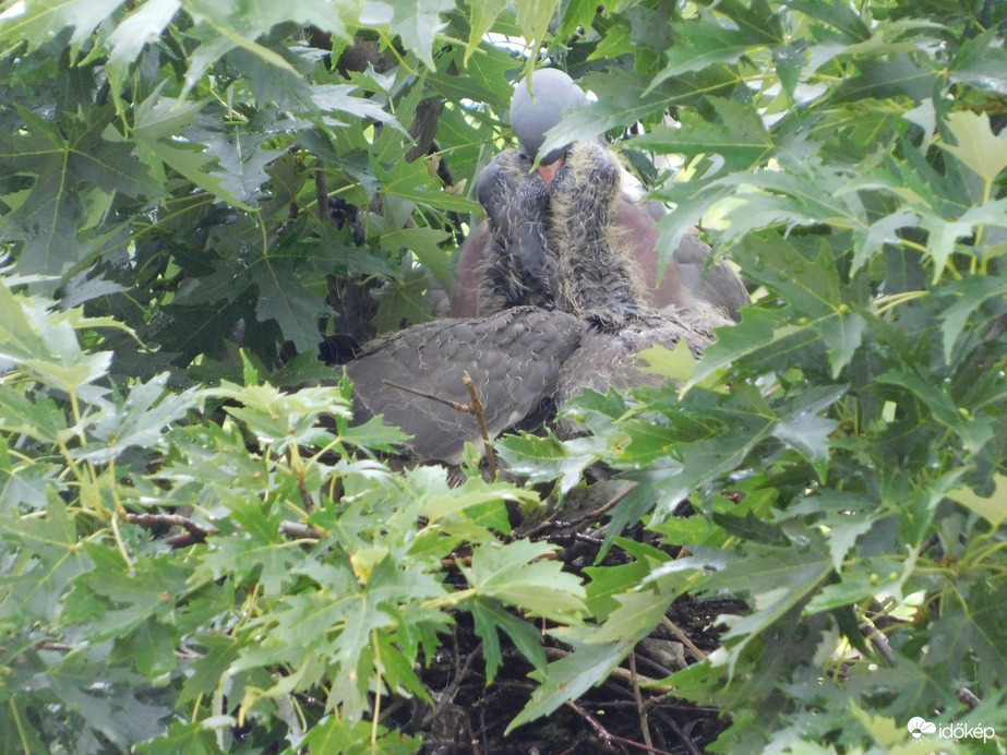 Nagyon éhesek vagyunk!