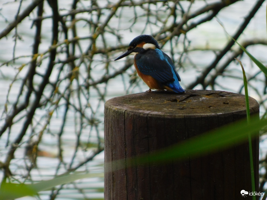 Jégmadár figyelőállásban