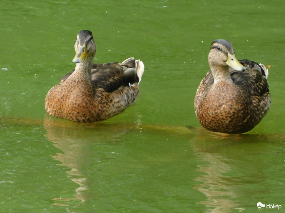 Pihenőhely a vízben