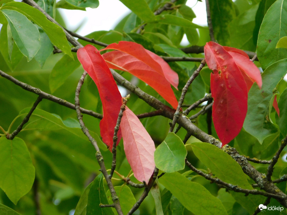 Őszi színek a nyárban