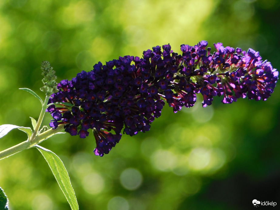 Sötétlila nyáriorgona