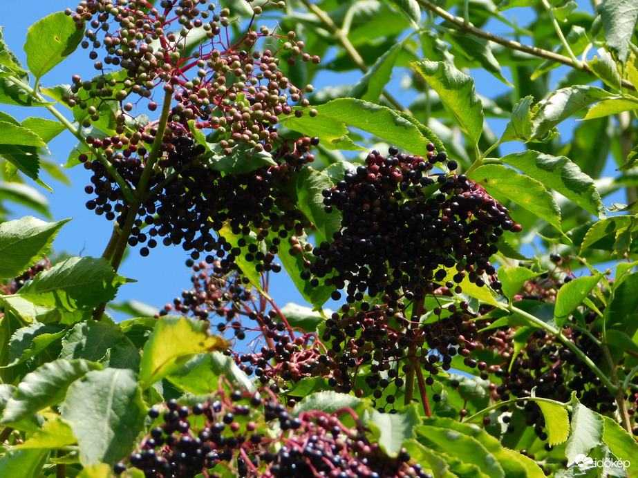 Sötétedik a bodza bogyója