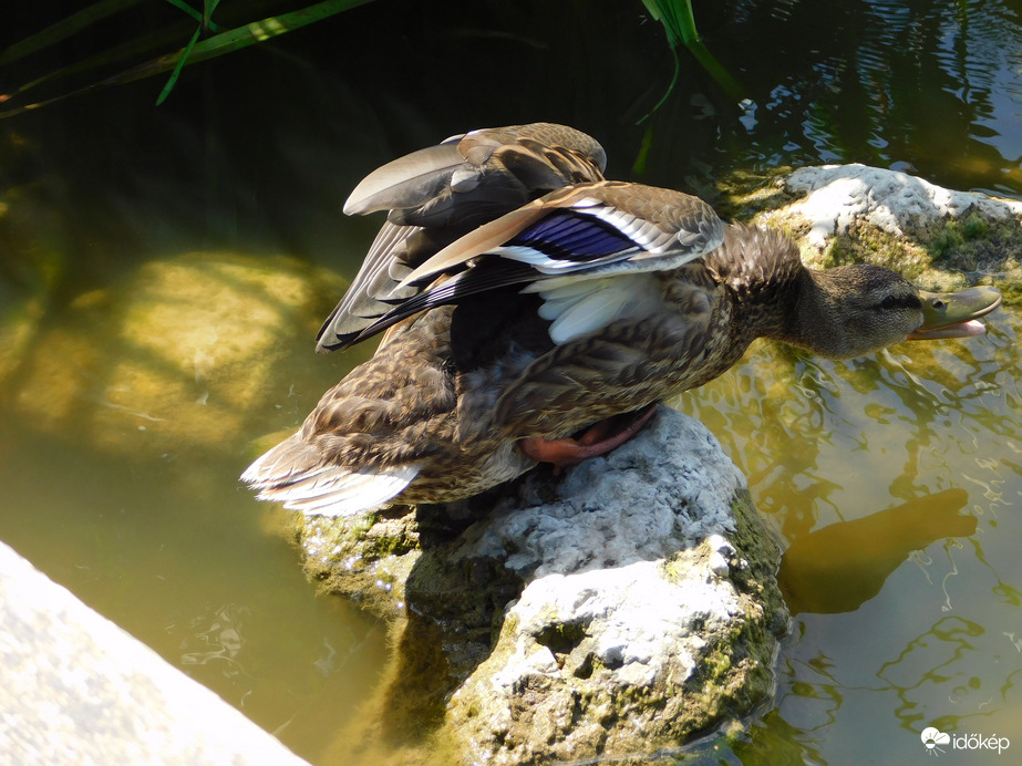 Ugye milyen ügyes vagyok?
