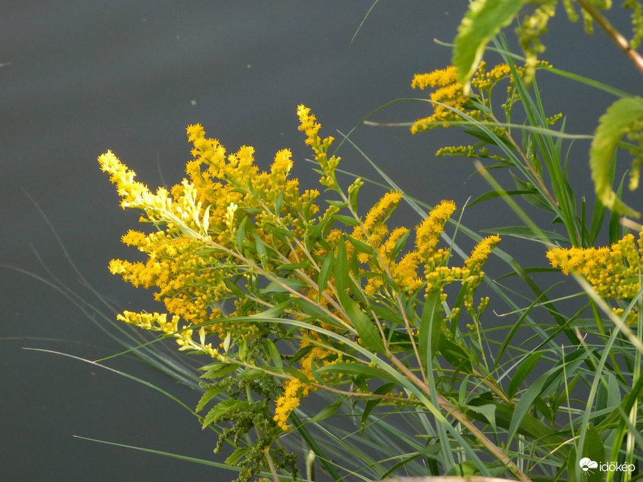 A víz fölé hajolva