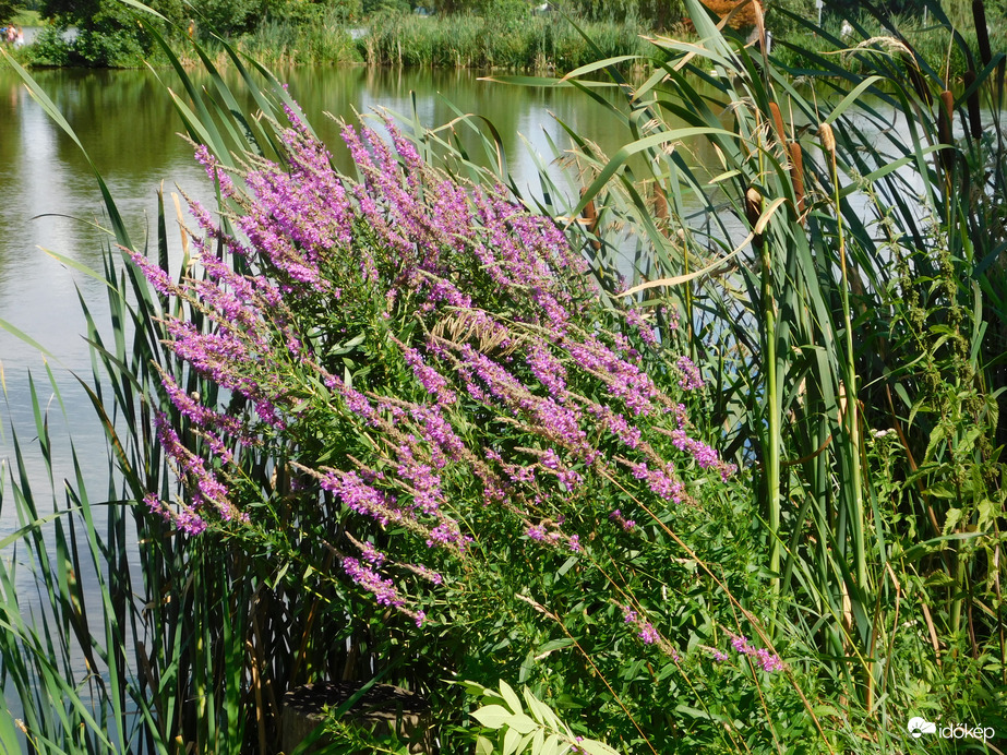 Már megint szél fúj