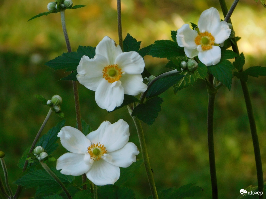 Újabb szépség a tó szigetén