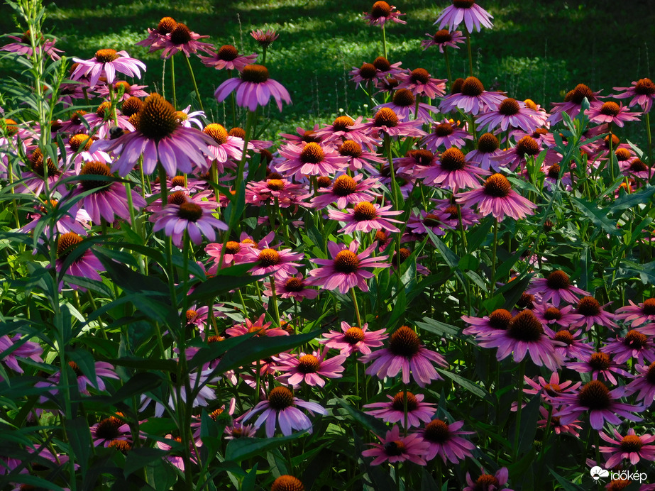 Még mindig virulnak