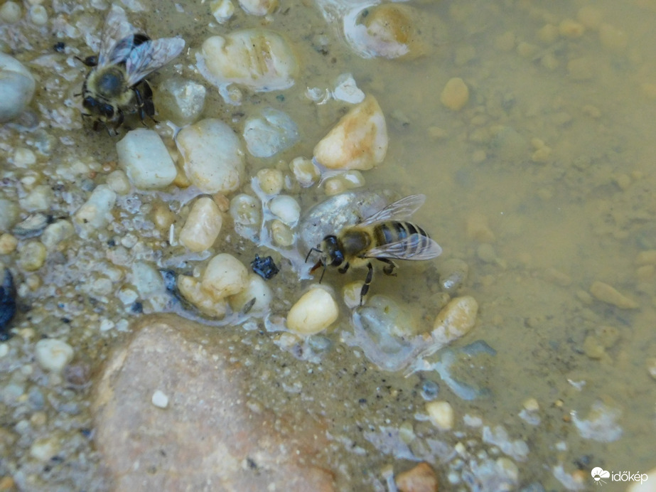 Szomjasak a méhecskék