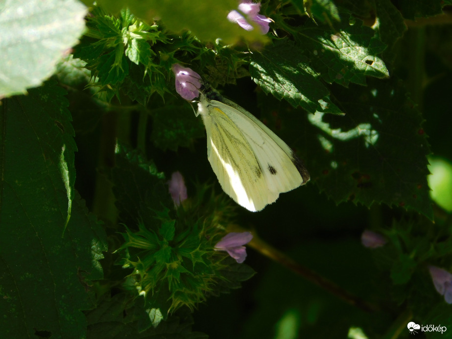 Nektárt kóstolgatok