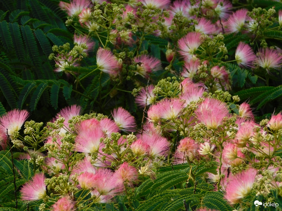 Selyemakác a szélben