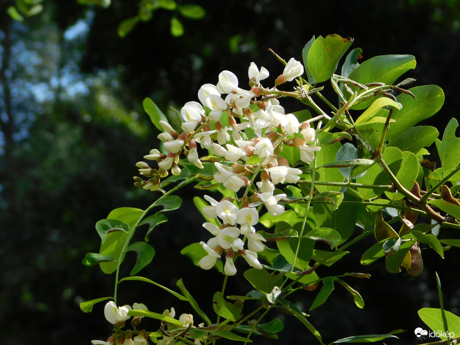 Virágzó akácot láttam