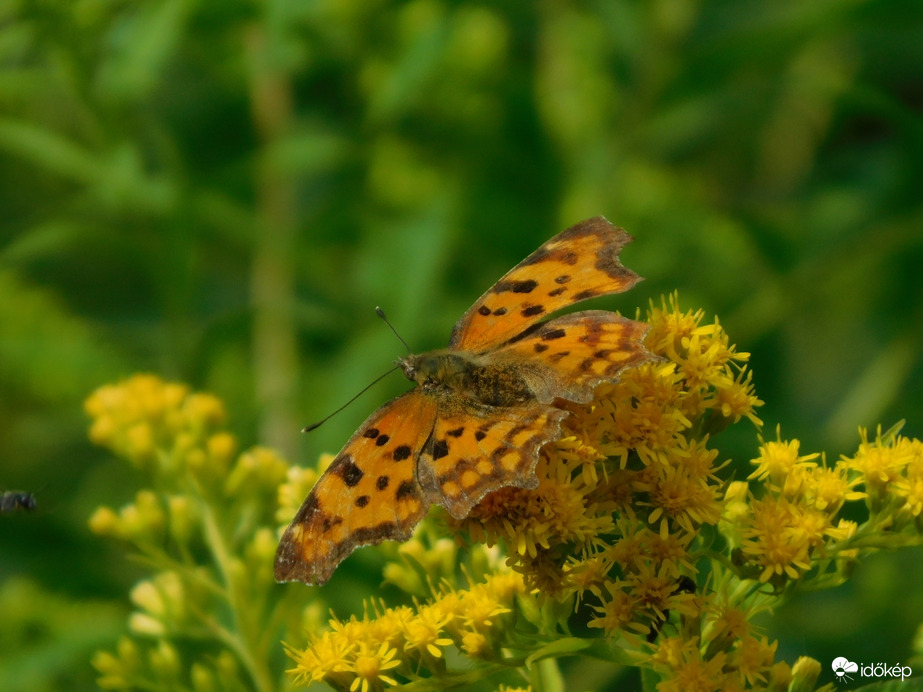 Virágon pihenő lepke