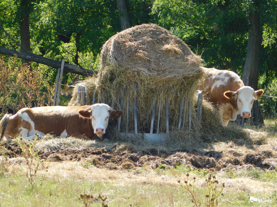Bágyadtan a nyári melegben
