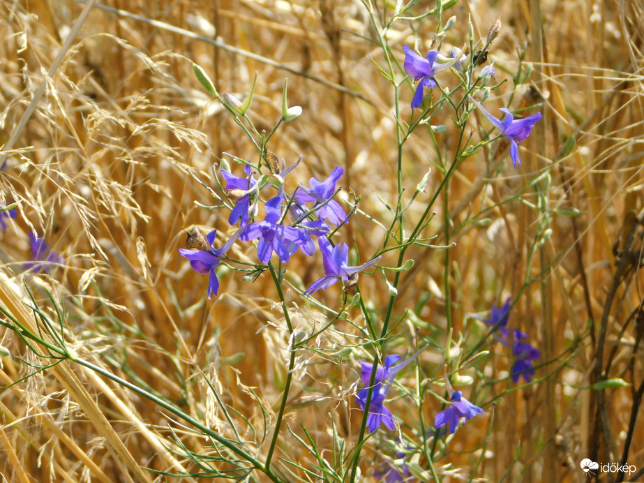 Szarkaláb a gabonatábla szélén
