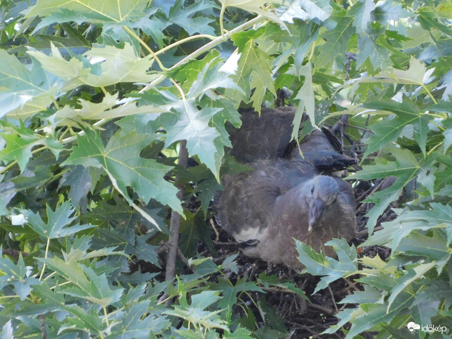 Ugye mennyit nőttünk pár nap alatt?