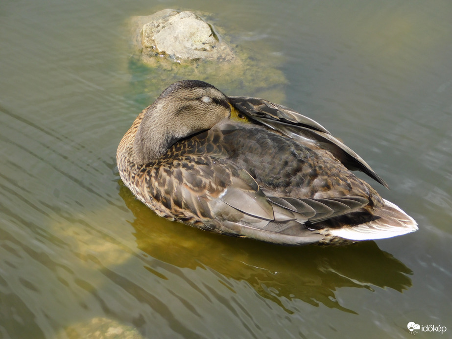 Elfáradtam. Szunyókálok.