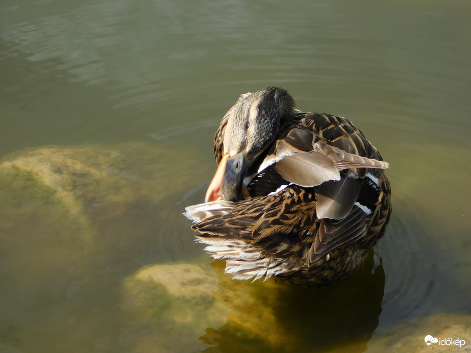 Nyakatekert tollászkodás