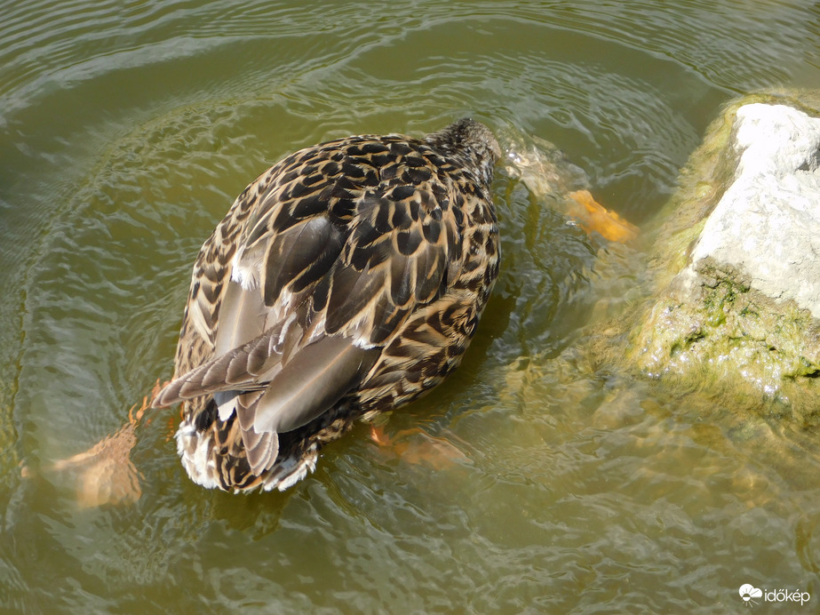 Letisztítom a követ
