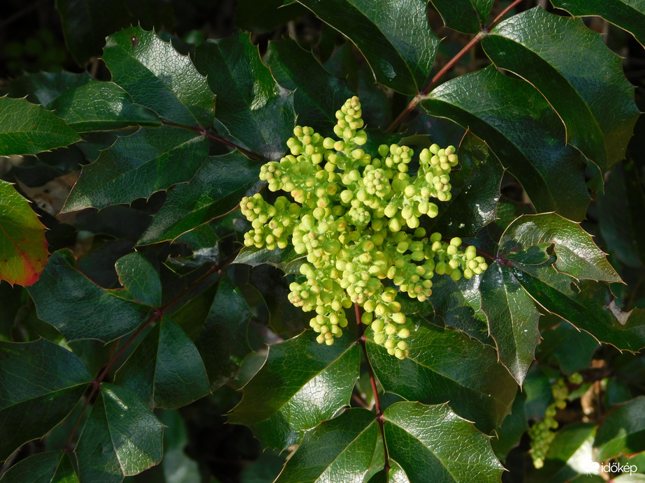 Virágzik a Mahónia