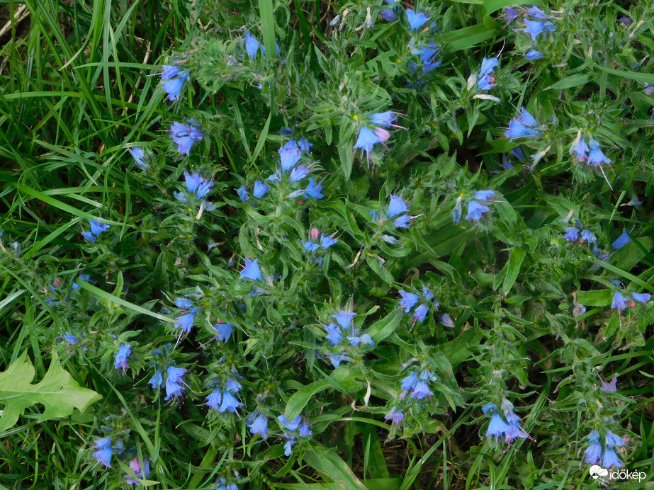 Vadvirágok az út mentén