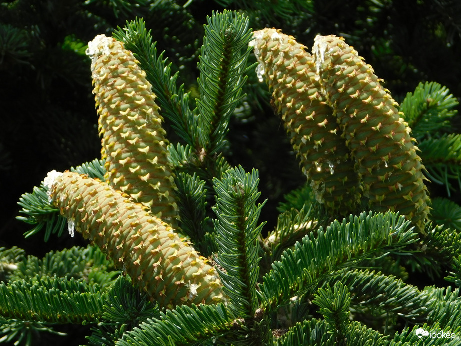 Friss tobozok a fenyőn