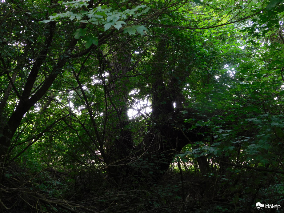 Öreg fa a bozótosban