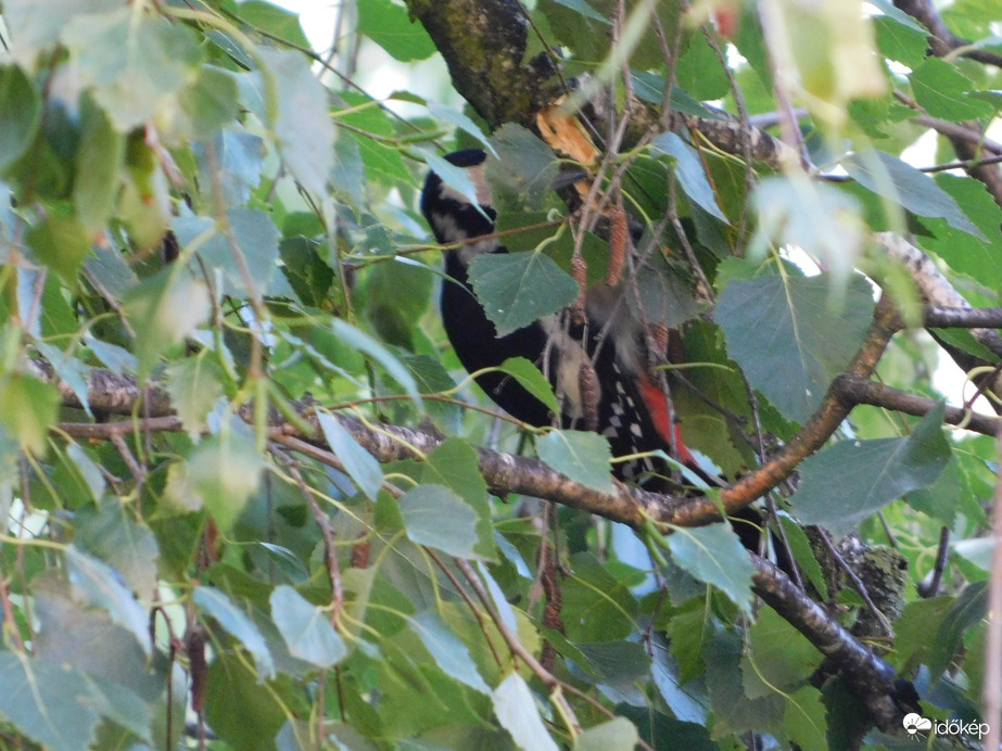 Reggeli szorgoskodás