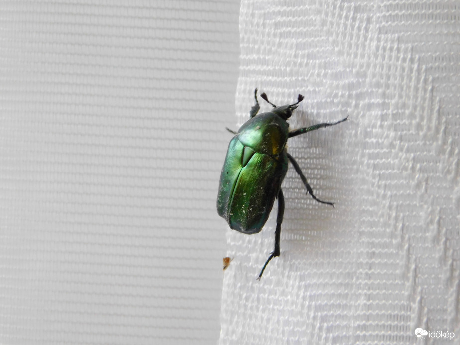 Reggel bejött egy Virágbogár