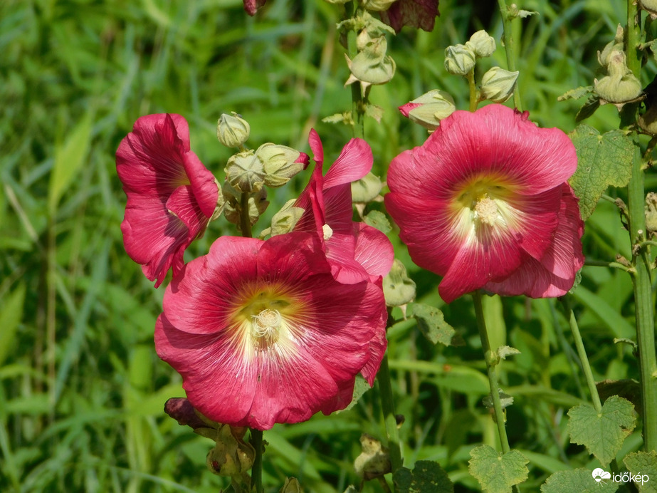 Ismeretlen szépség