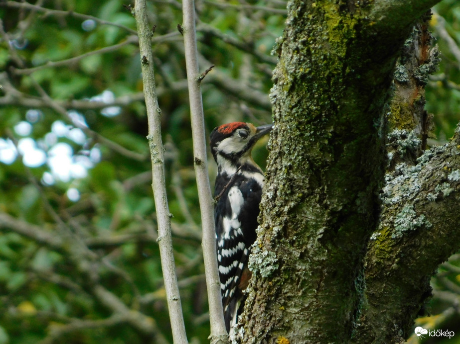 Munkában a fák doktora