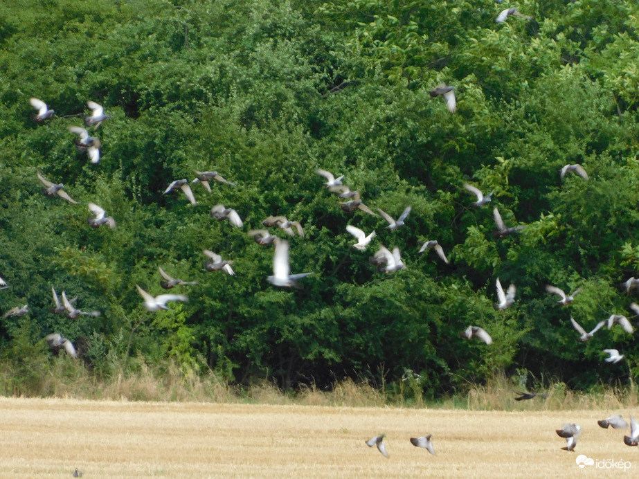 Tarlóról felröppenő galambcsapat
