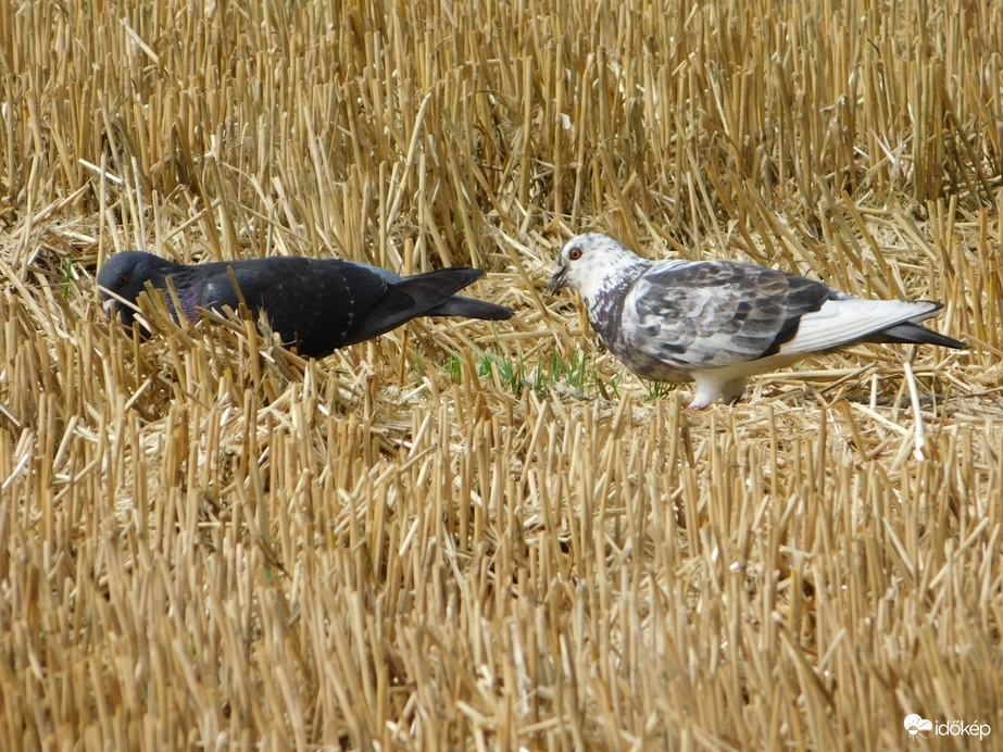 Terített asztal a madaraknak