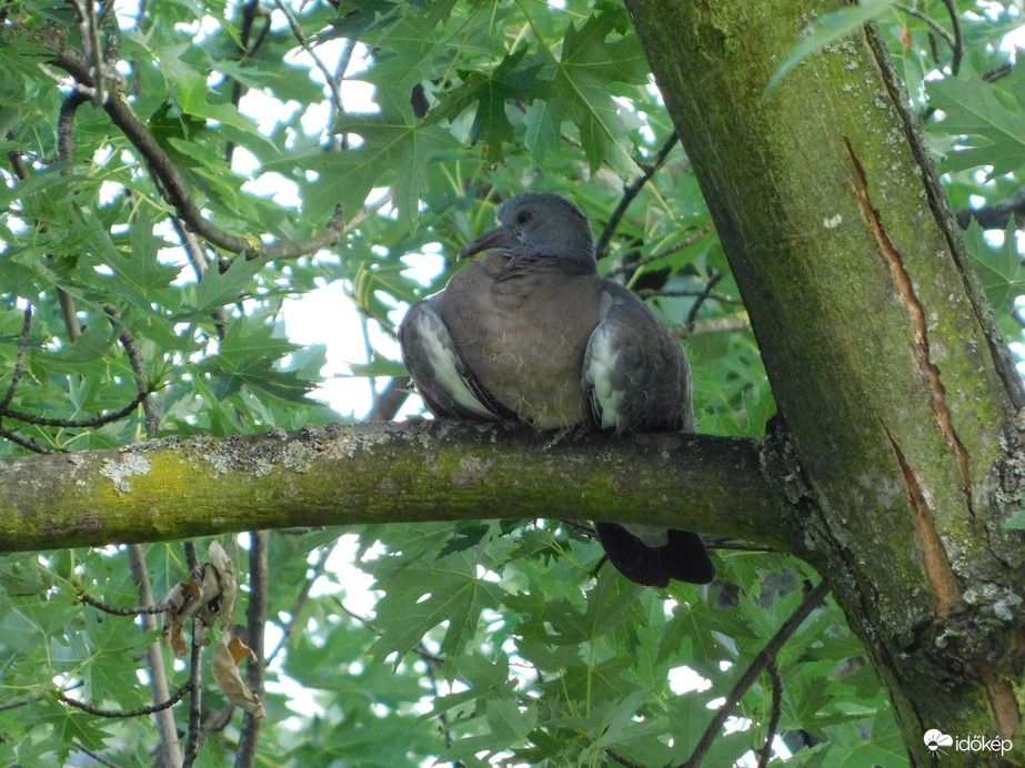 Kimerészkedtem a fészekből
