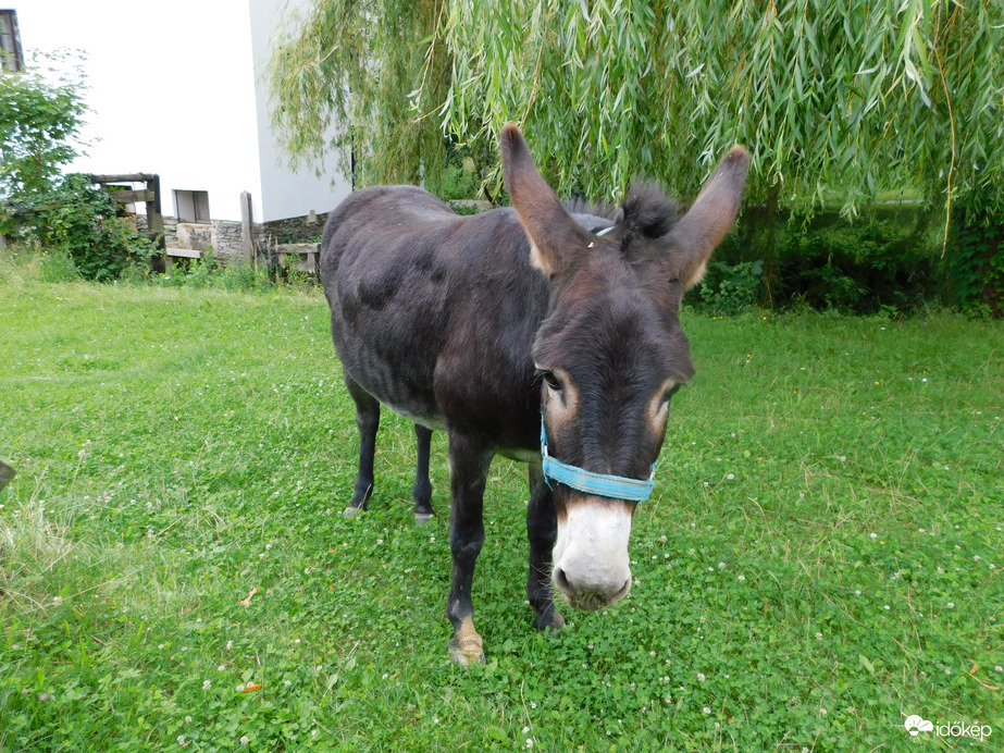 Szabadon kószálhatok