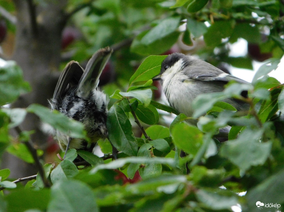 Én is kérek ringlót!