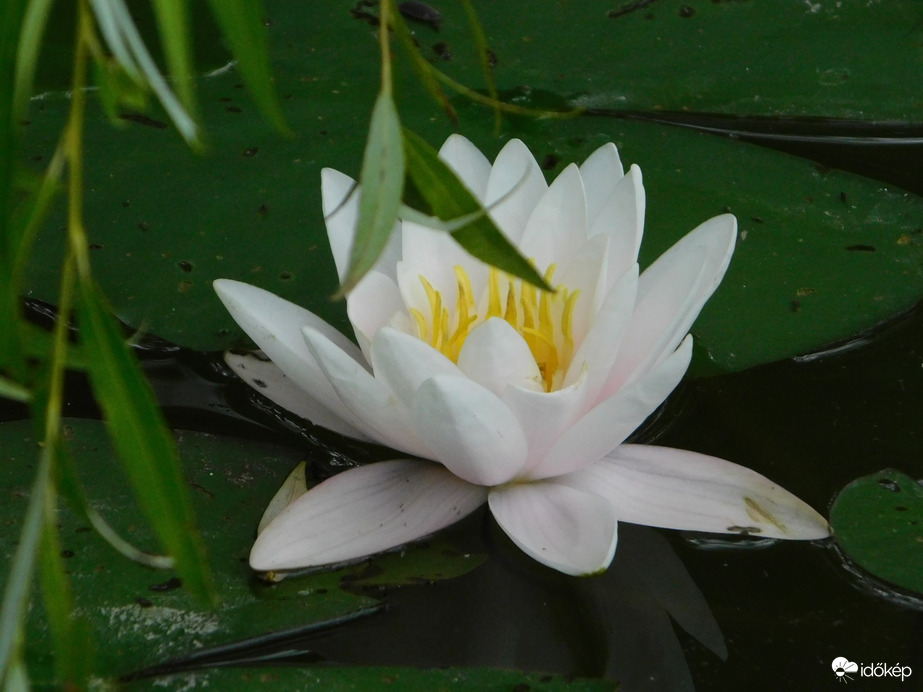 Tündérrózsa fűzfaággal