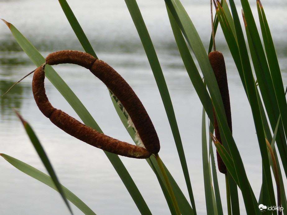 Különleges gyékény