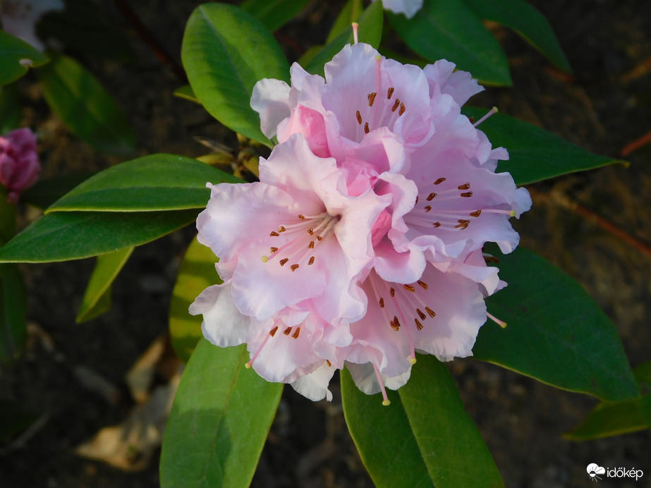 Rododendron virágzás a Sportligetben