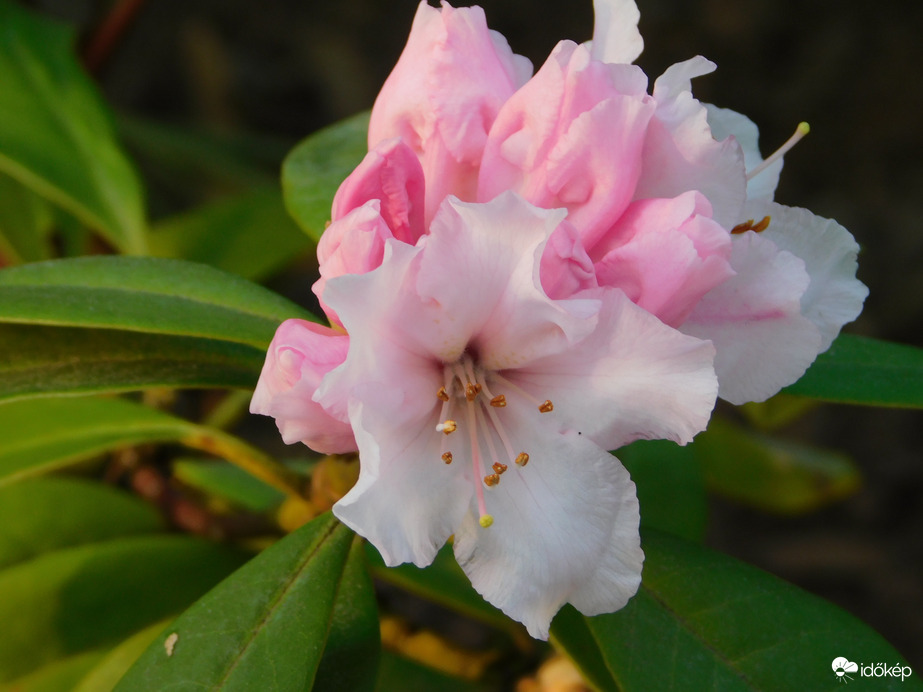 Rododendron virágzás a Sportligetben