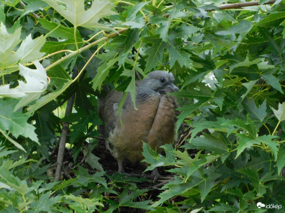 Én csak innen figyellek