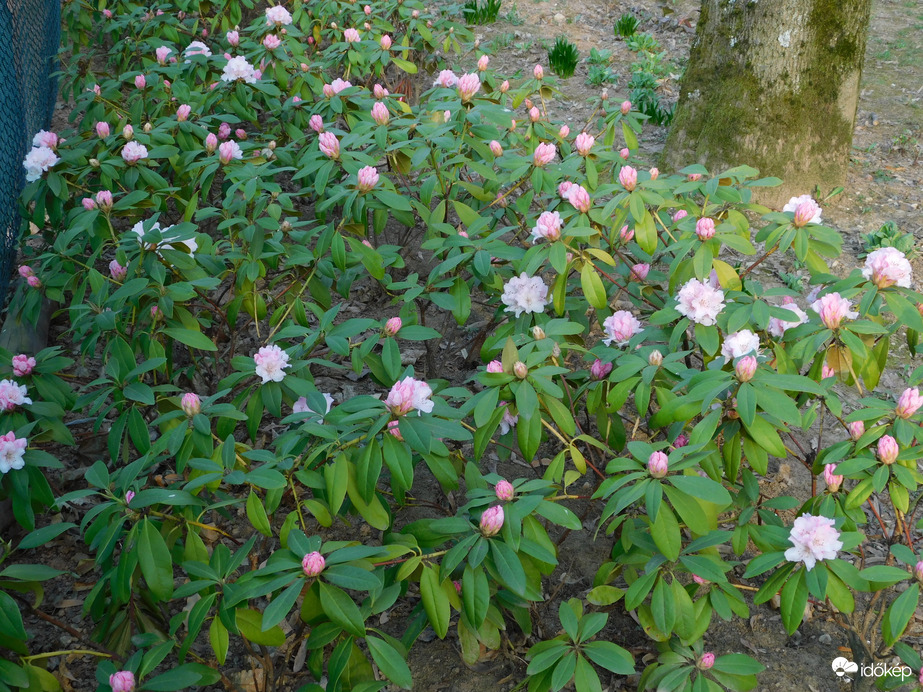 Rododendron virágzás a Sportligetben
